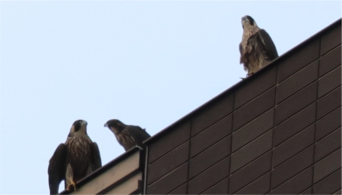 「しずぎん本部タワー」屋上で確認されたハヤブサ